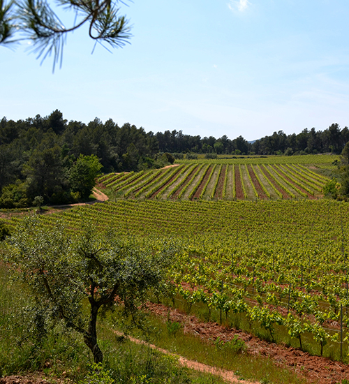 finca